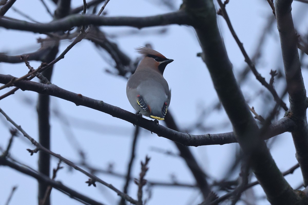 Ampelis Europeo - ML646901690