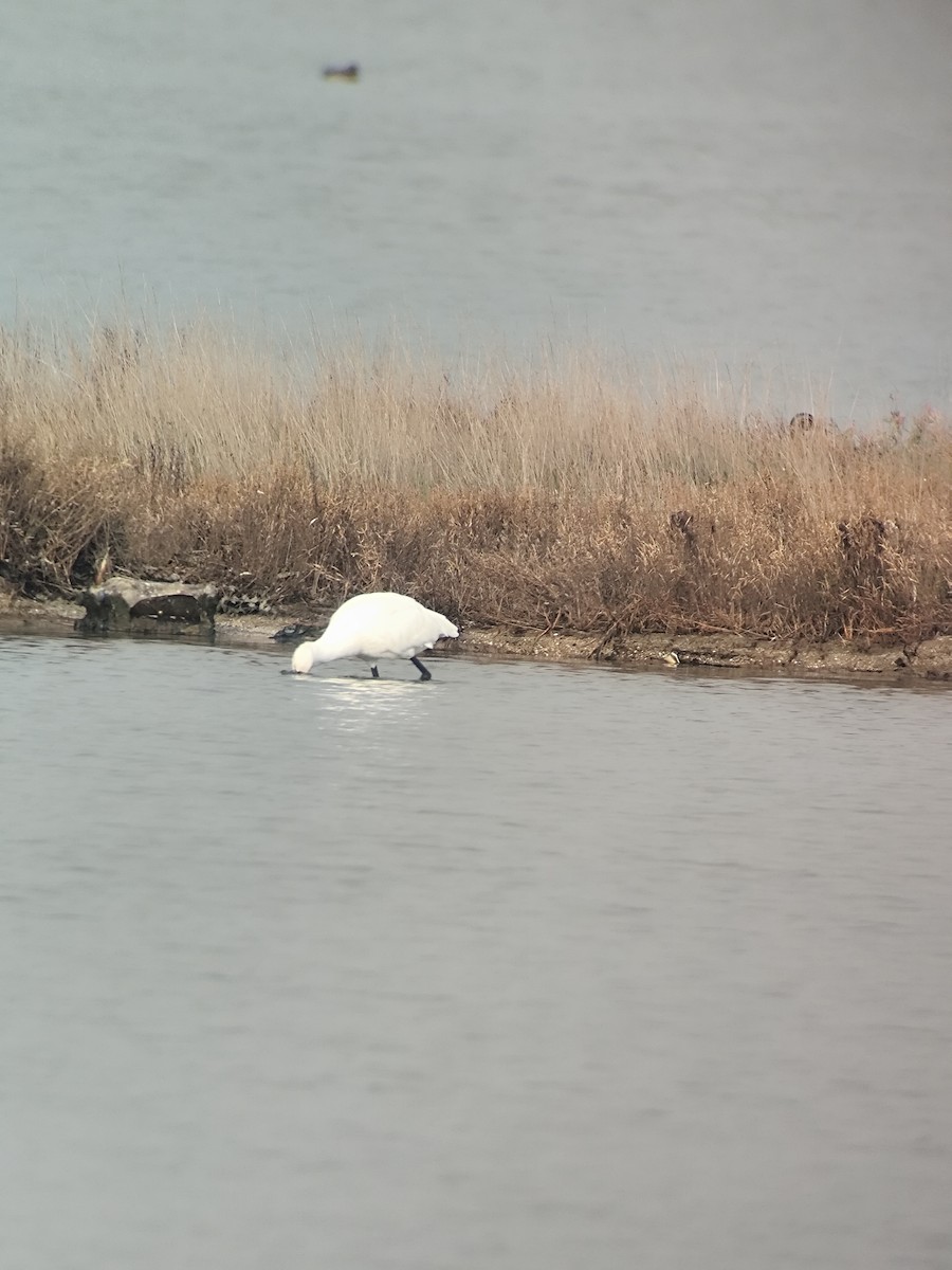 Eurasian Spoonbill - ML646901693