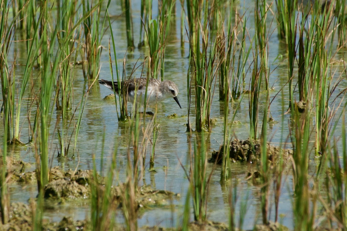 Zwergstrandläufer - ML646901695