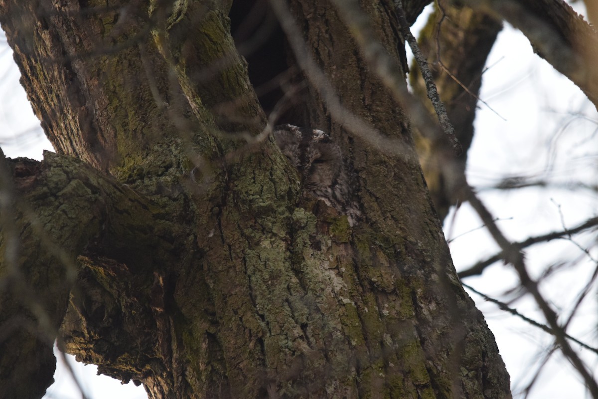 Urubi arrunta - ML646901697