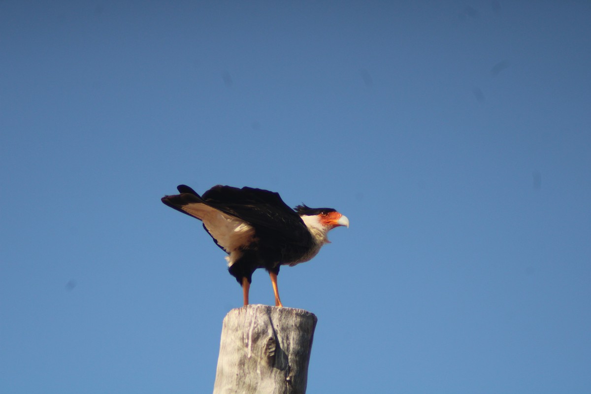 Crested Caracara - ML646901698