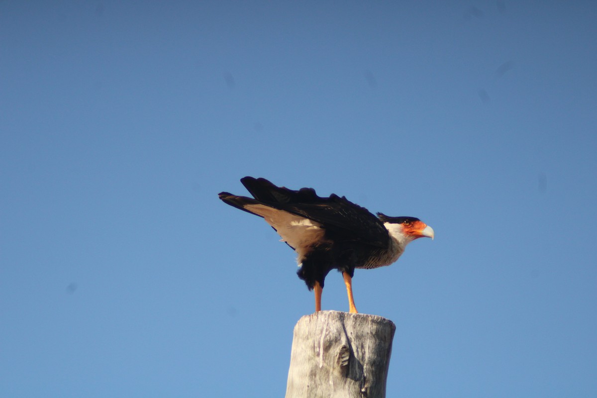 Crested Caracara - ML646901699