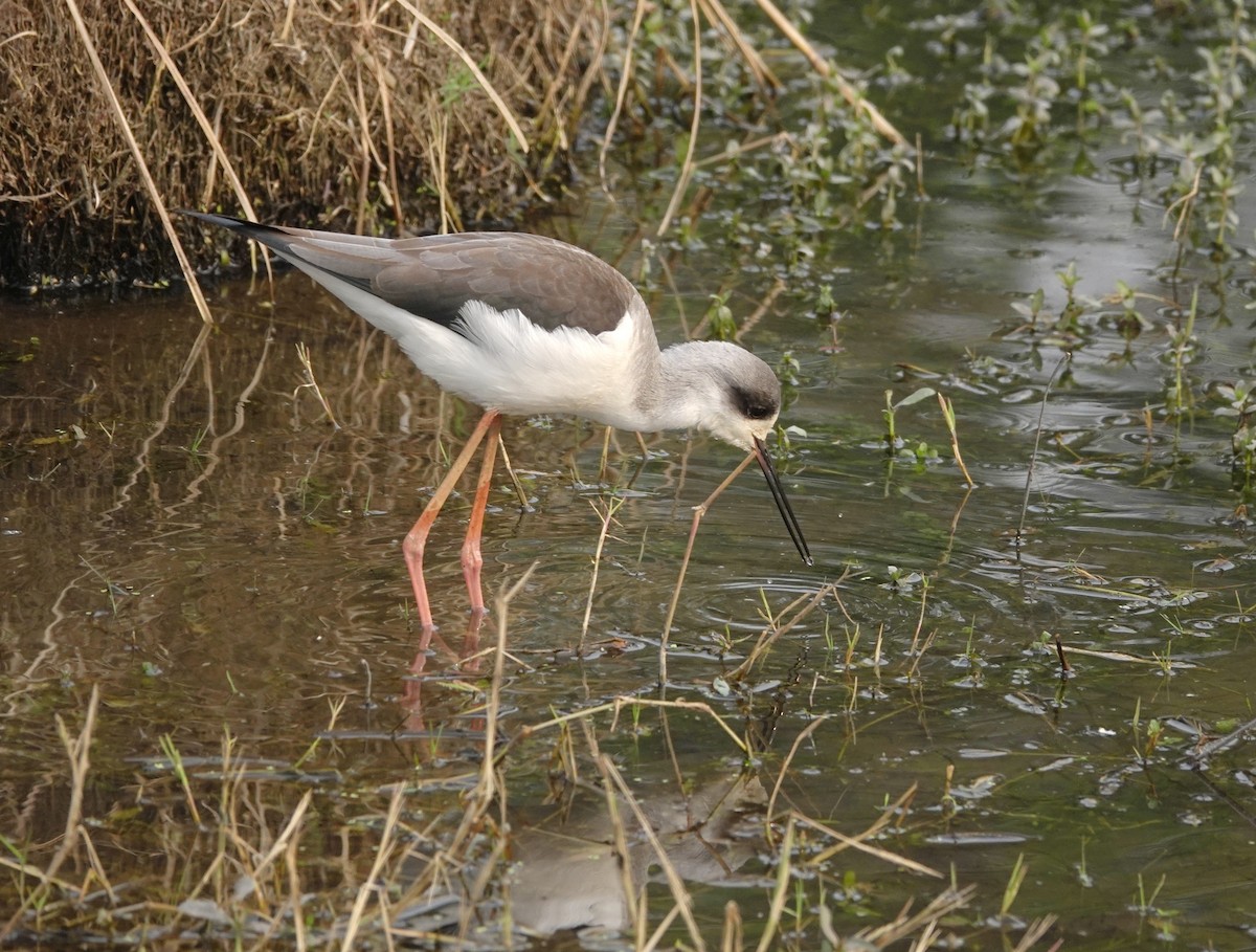高蹺鴴 - ML646901700