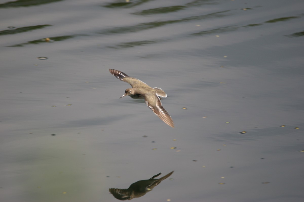 アメリカイソシギ - ML646901701