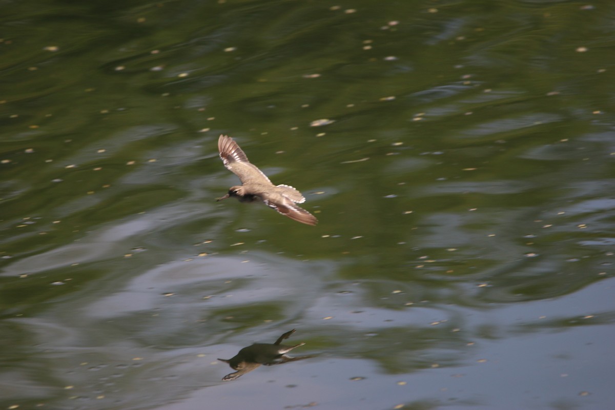 アメリカイソシギ - ML646901702