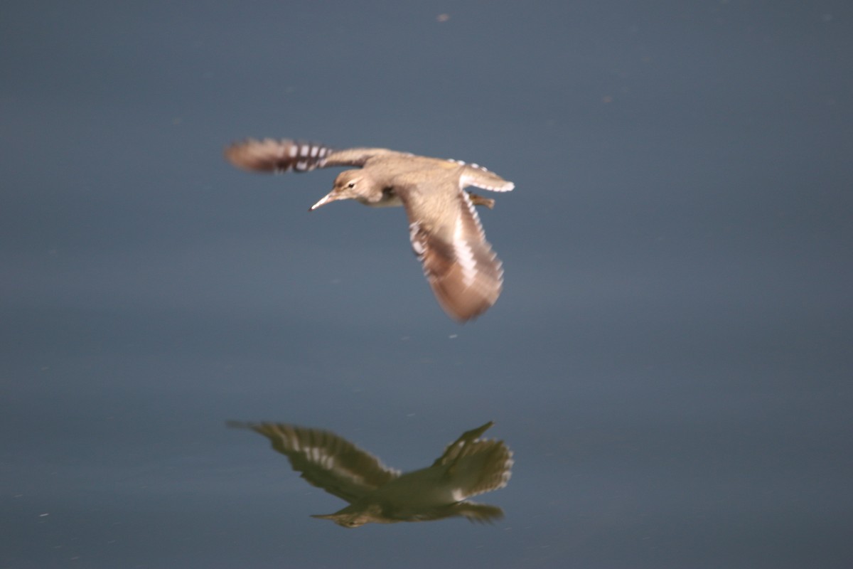 アメリカイソシギ - ML646901703