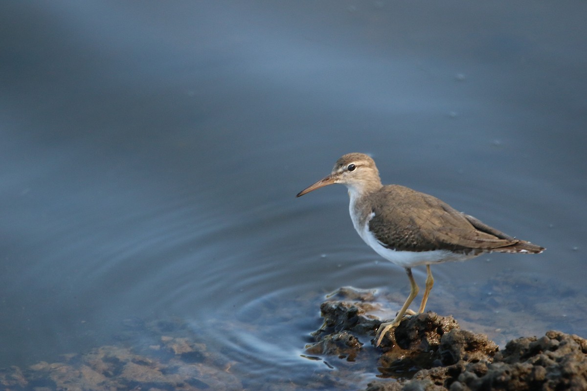 アメリカイソシギ - ML646901704