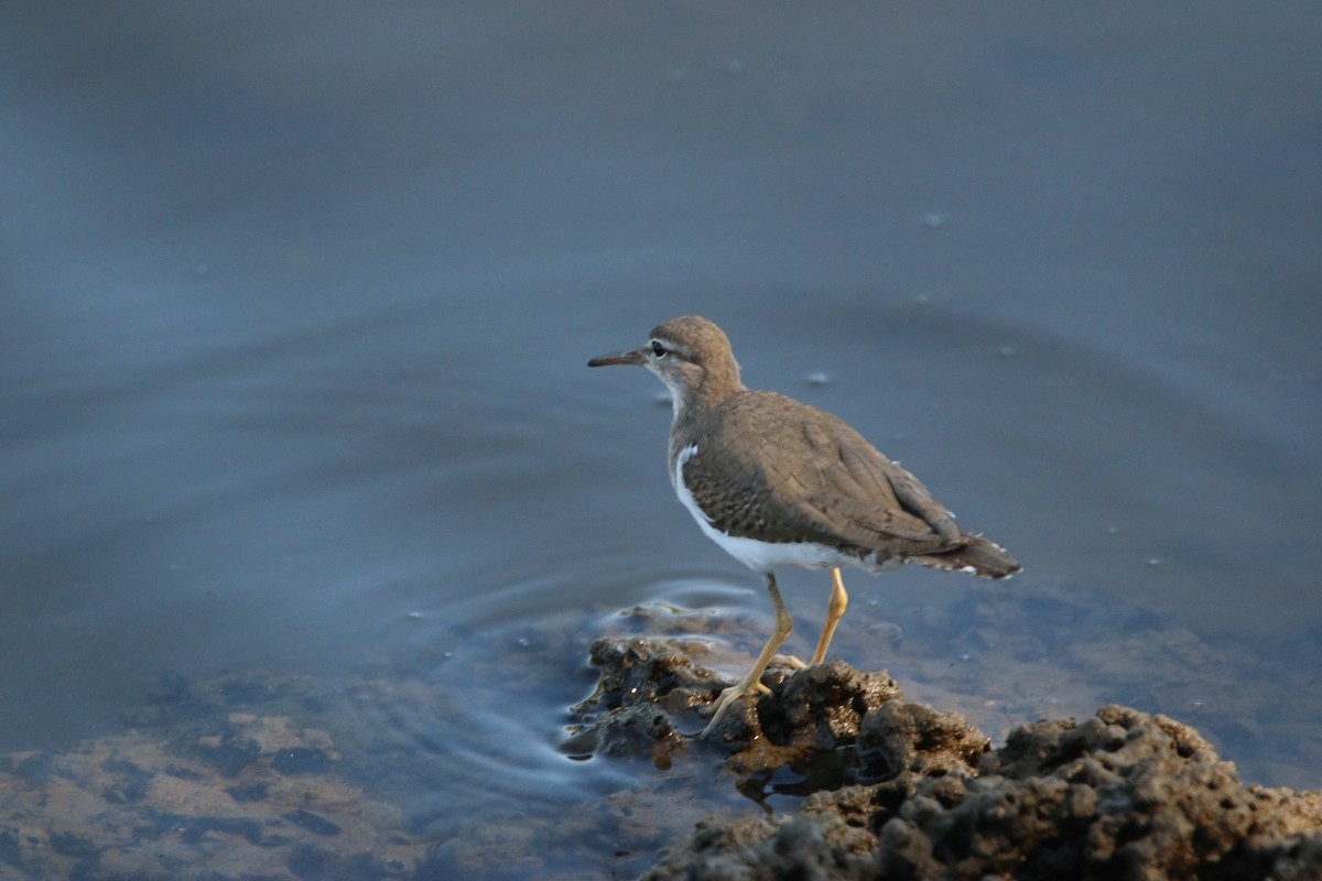 アメリカイソシギ - ML646901705