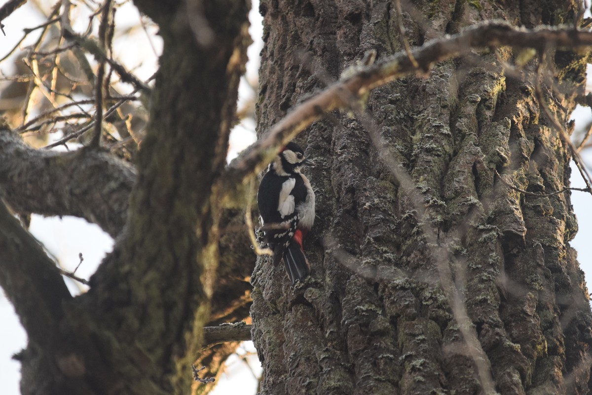 Great Spotted Woodpecker - ML646901708