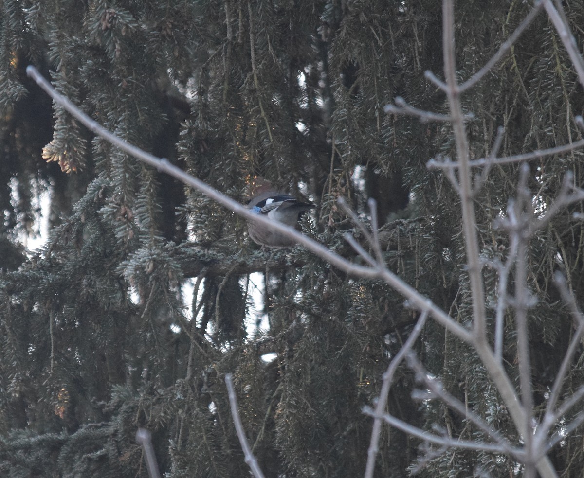 松鴉 - ML646901714