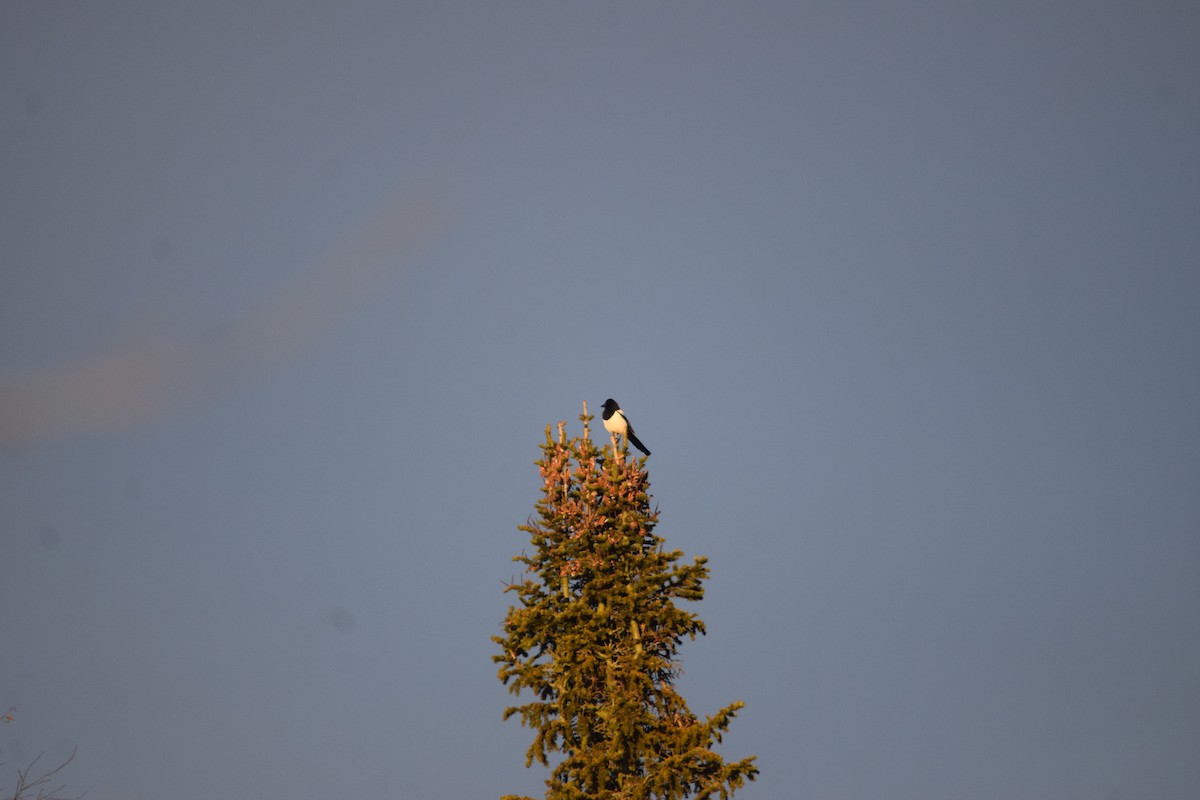 Eurasian Magpie - ML646901717