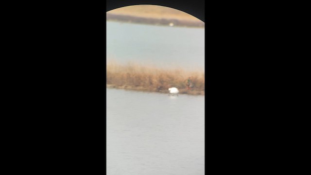 Mokozabal zuria - ML646901718