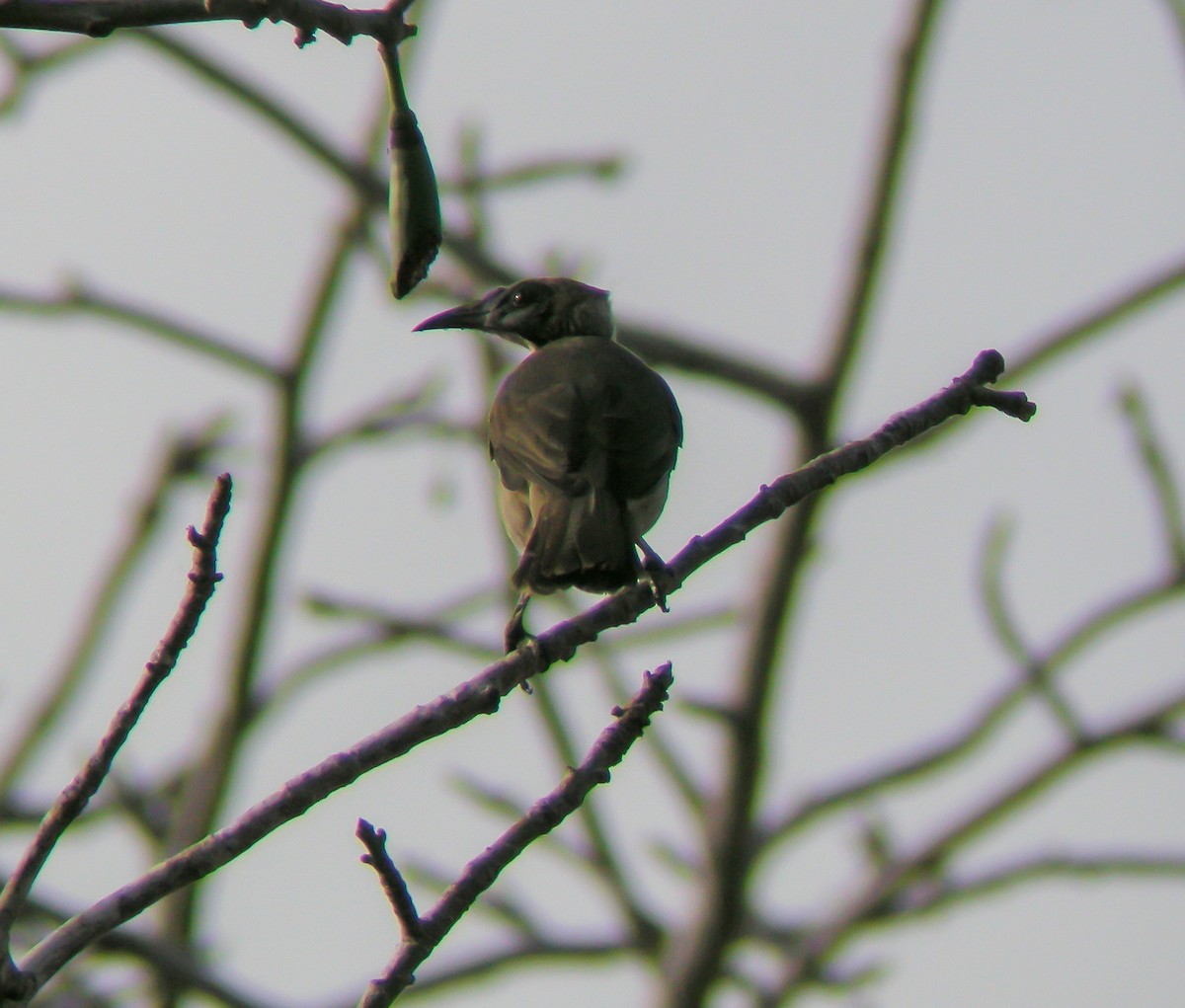 Helmeted Friarbird - ML646901719