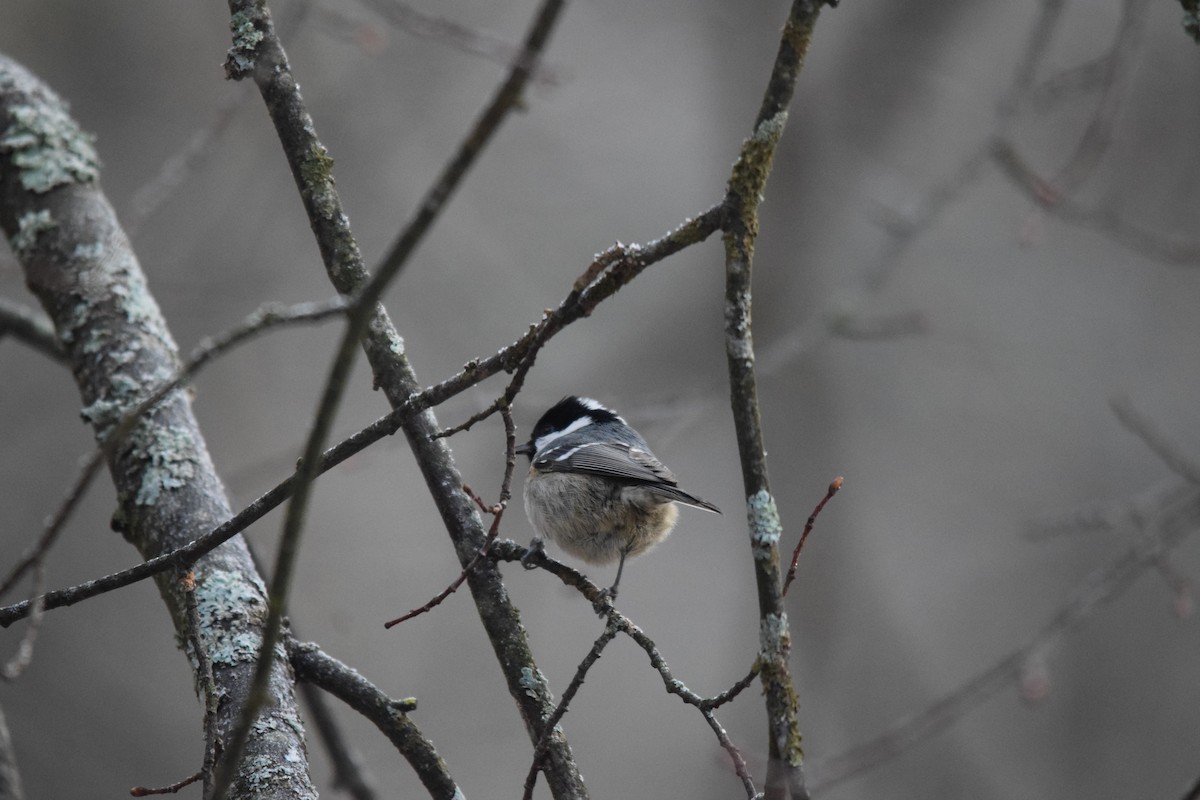 煤山雀 - ML646901722