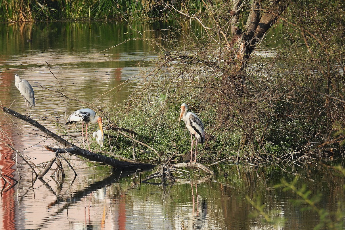 Расписной клювач - ML646901723
