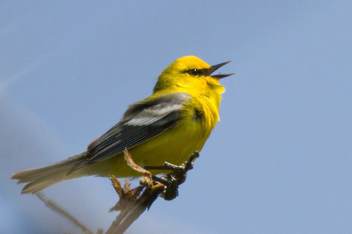 Blauflügel-Waldsänger - ML646901725