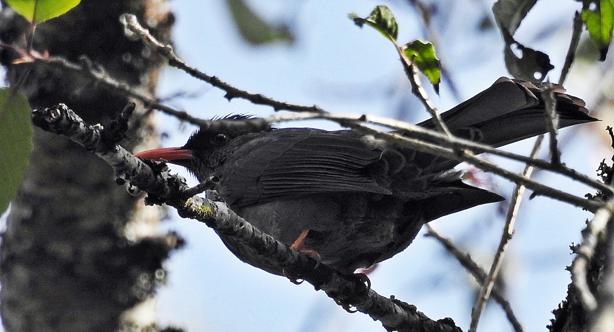 インドクロヒヨドリ - ML646901727