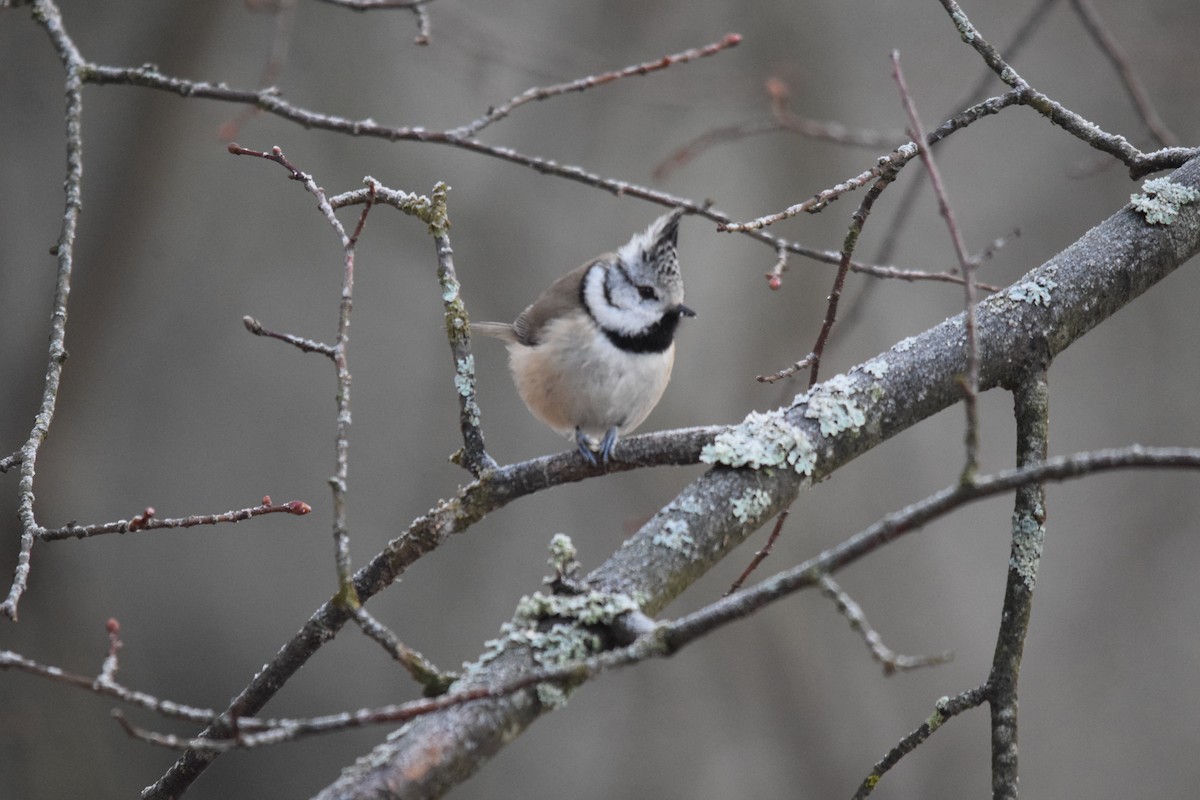 Crested Tit - ML646901728