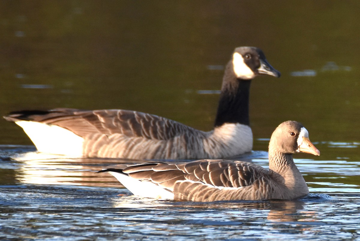Манхин галуу - ML646901729