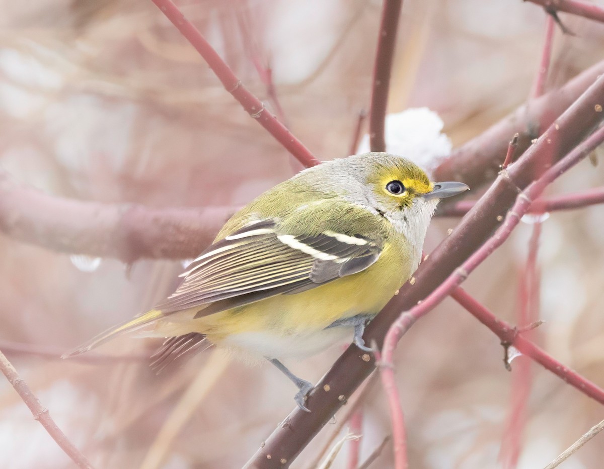 White-eyed Vireo - ML646901731