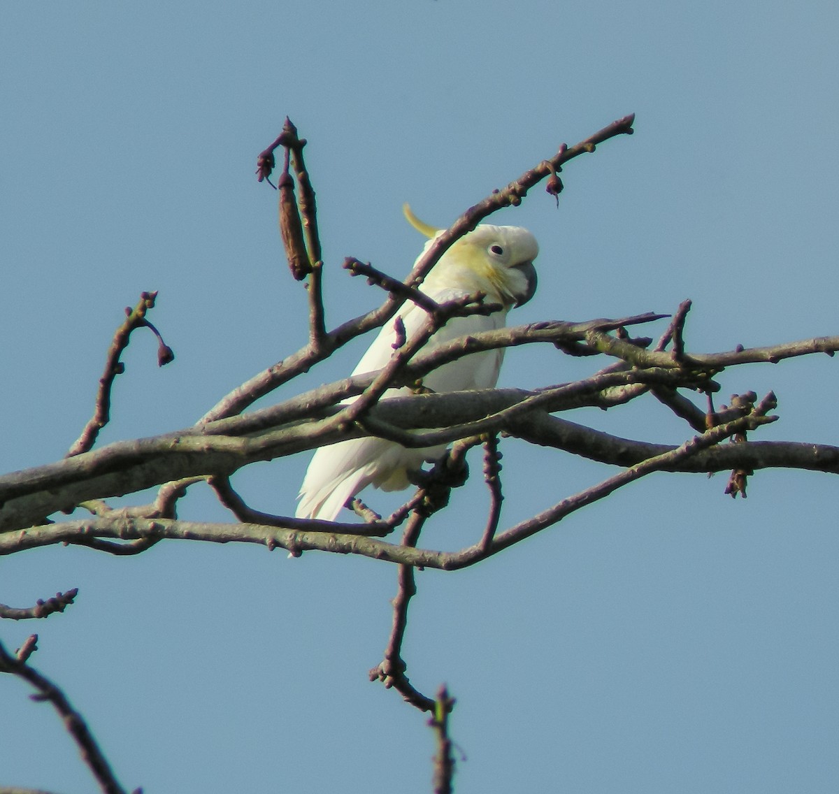 Yellow-crested Cockatoo - ML646901732