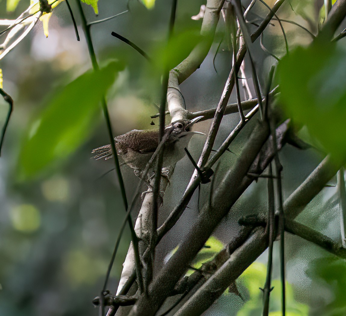 střízlík antioquijský - ML646901733