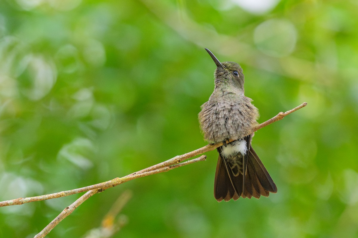 gråsabelvinge - ML646901735