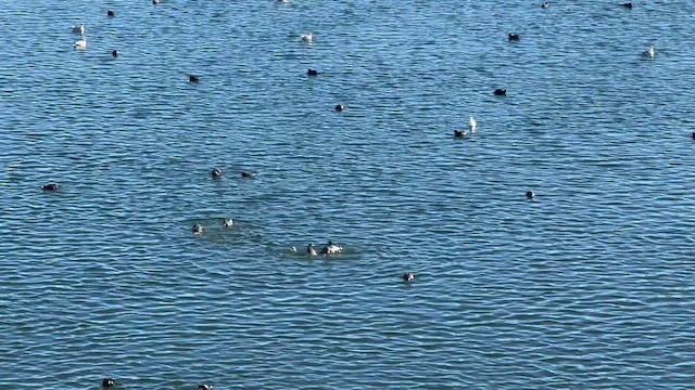 Kopetazuri amerikarra - ML646901736