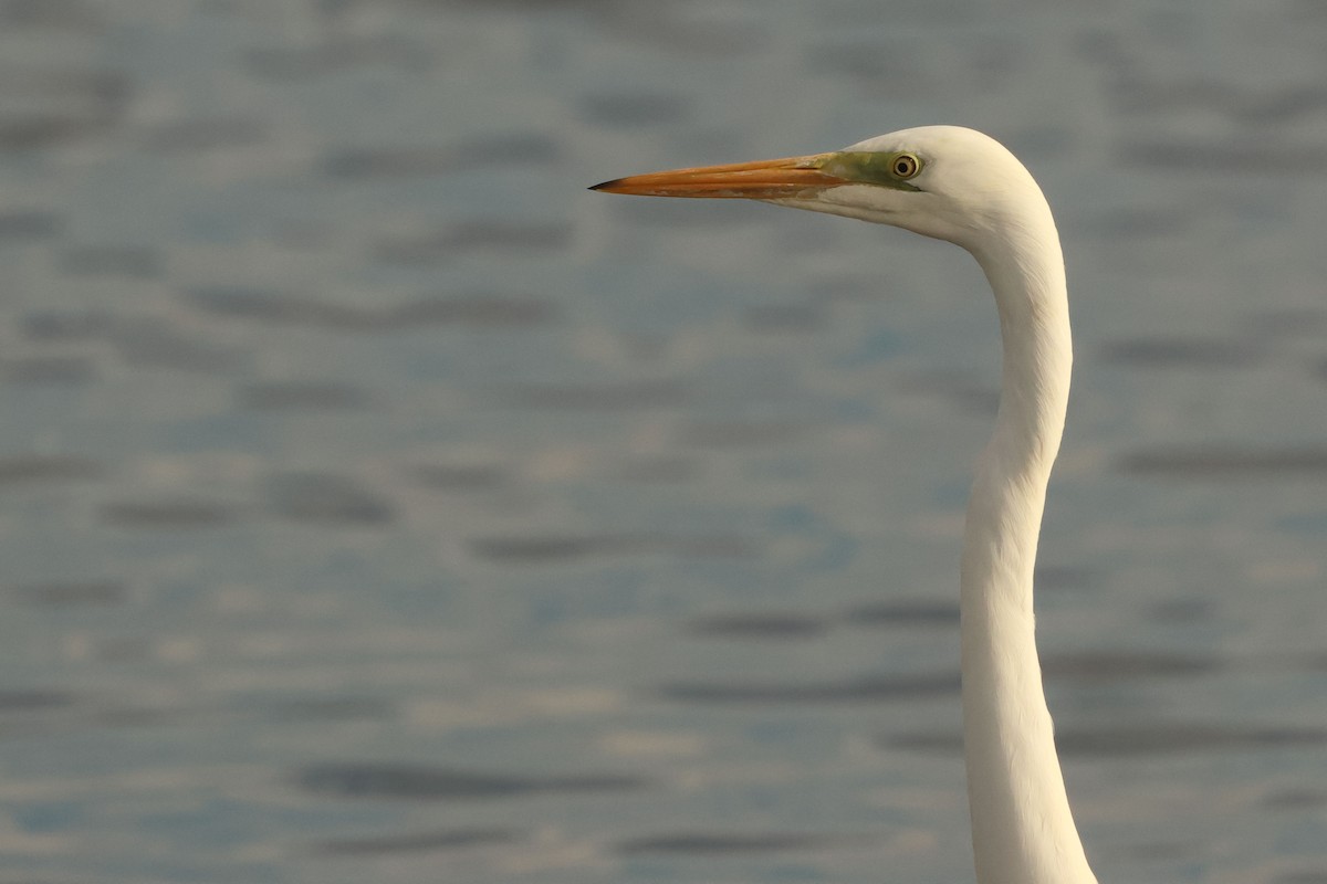 Büyük Ak Balıkçıl - ML646901737