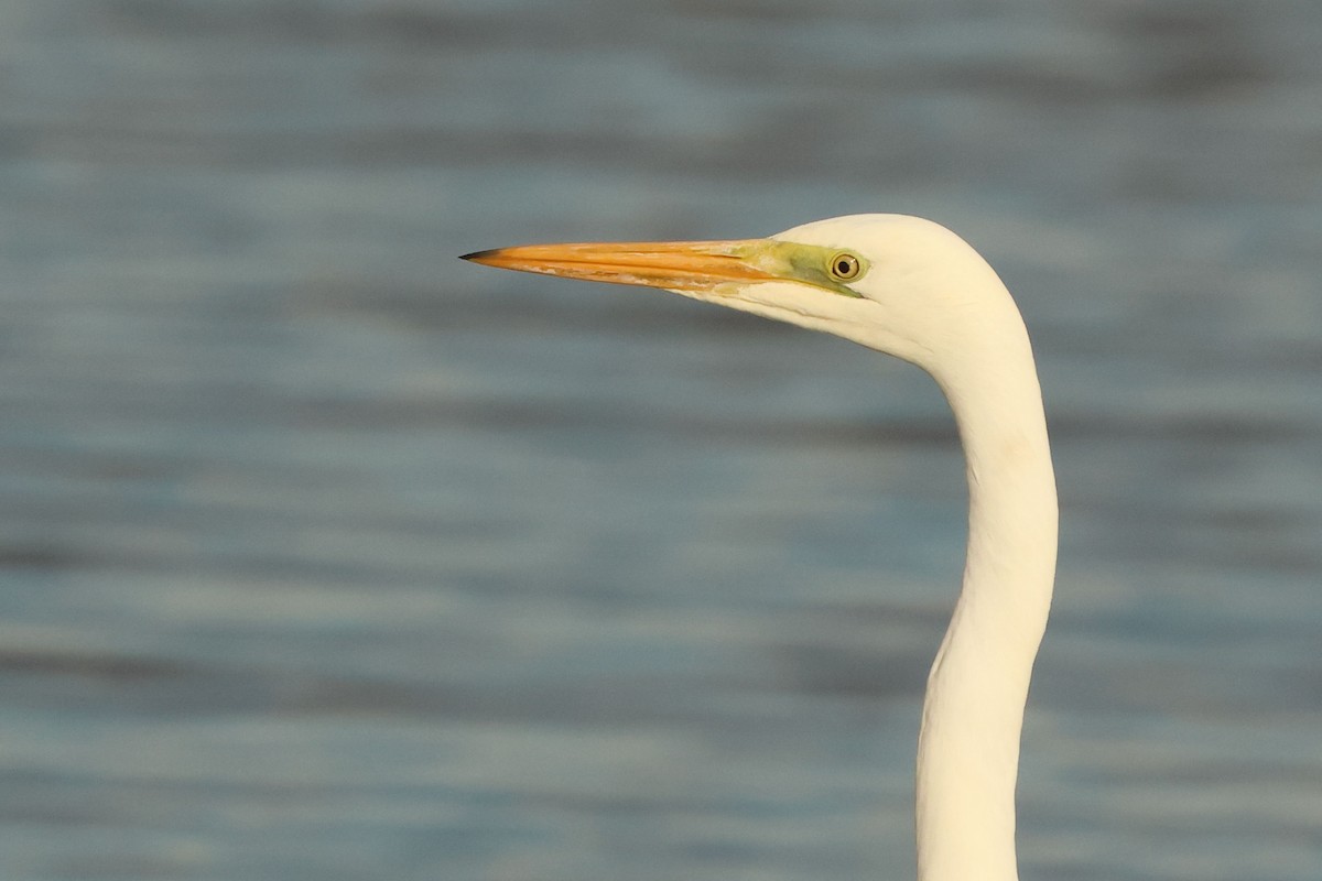 Büyük Ak Balıkçıl - ML646901738