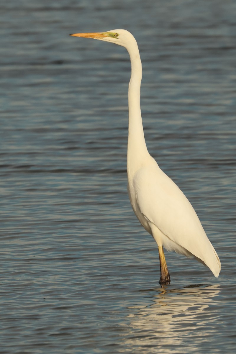 Büyük Ak Balıkçıl - ML646901739