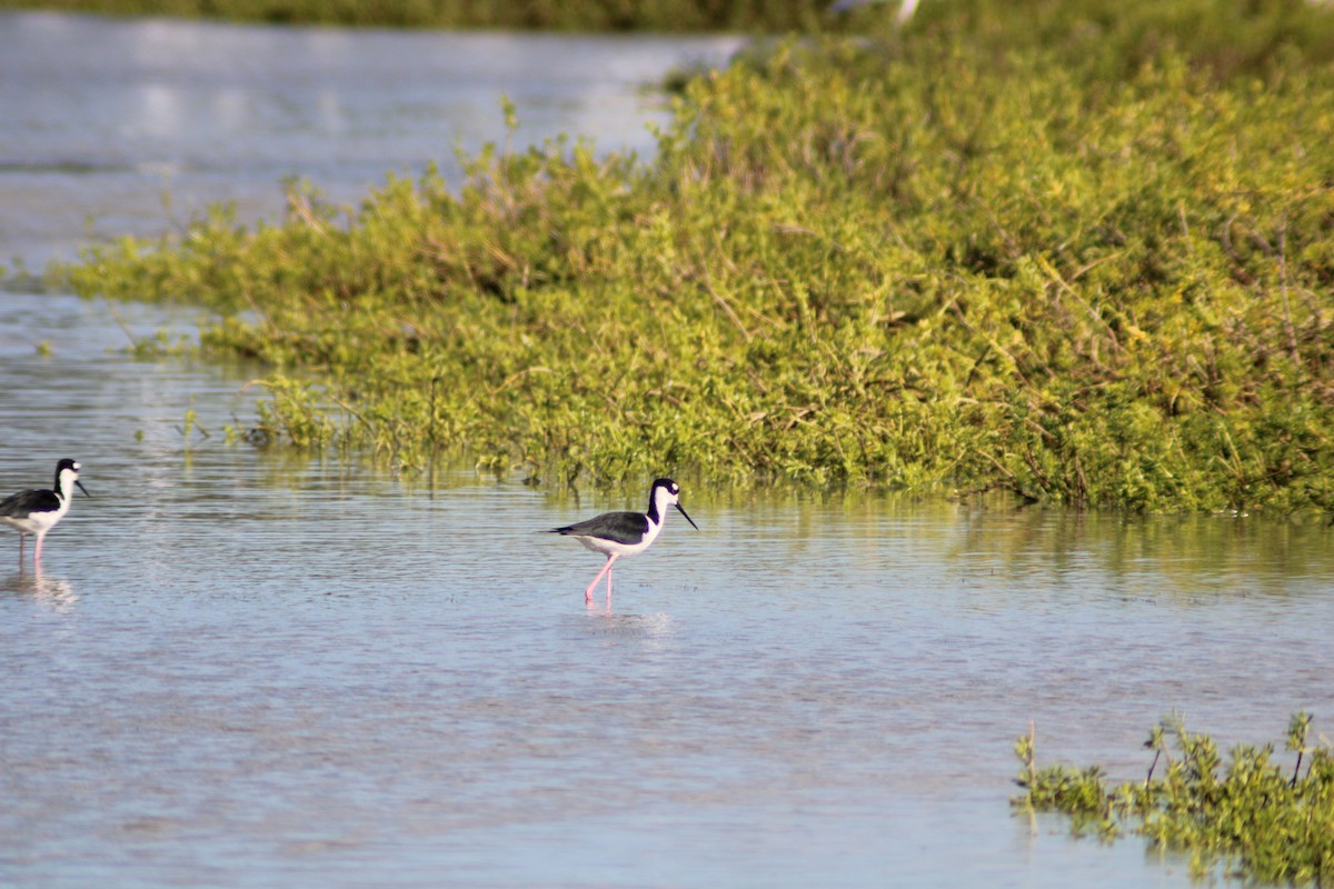 Black-necked Stilt - ML646901740