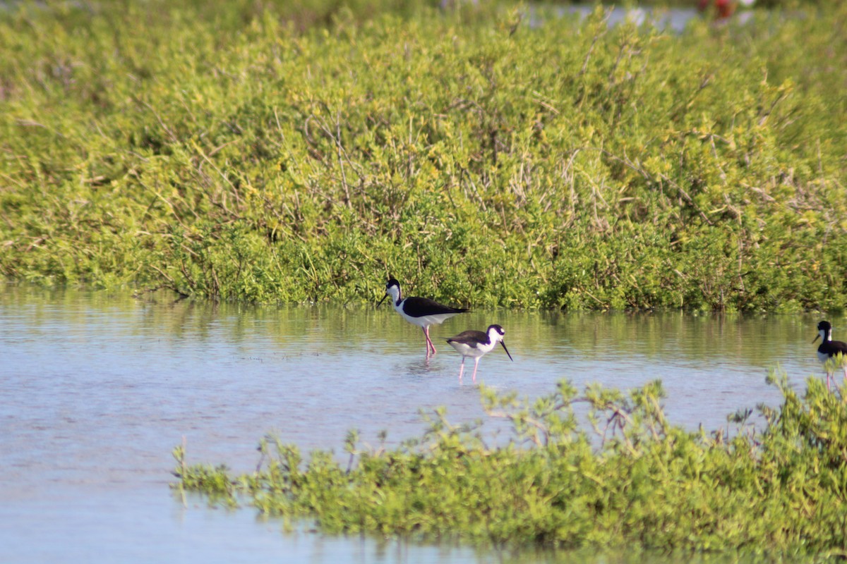Black-necked Stilt - ML646901741