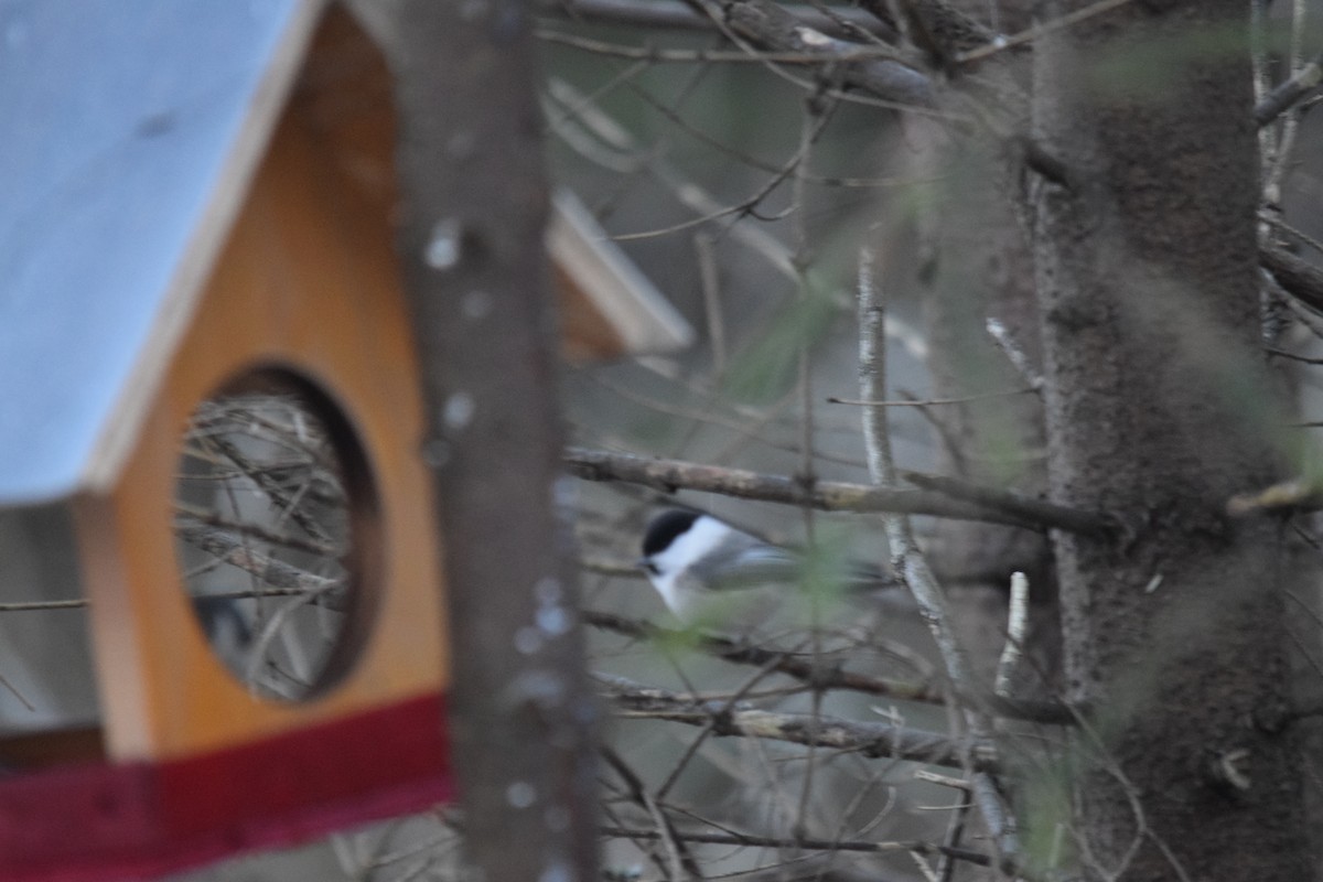 Mésange boréale - ML646901742