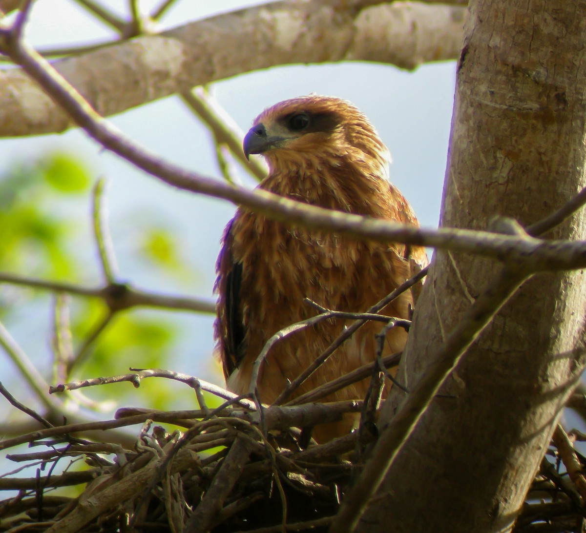 Шуліка королівський - ML646901748