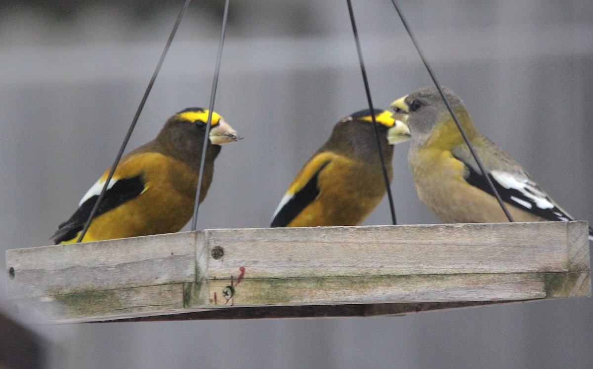 Evening Grosbeak - ML646901749