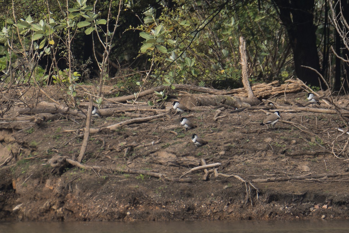 River Lapwing - ML646901751