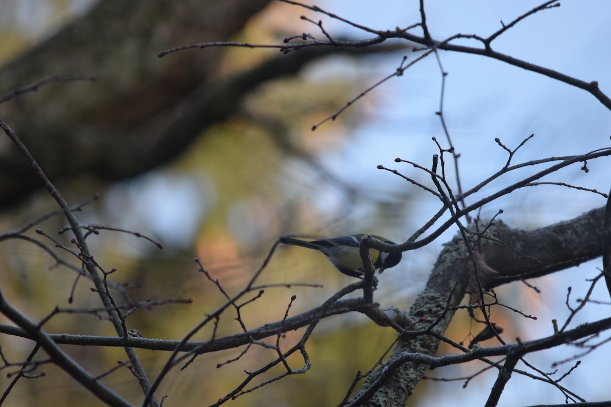 Great Tit - ML646901755