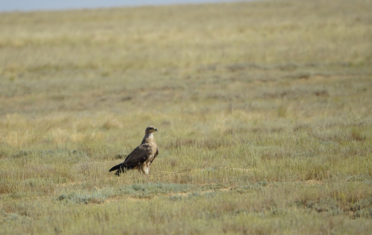 Steppe Eagle - ML646901756