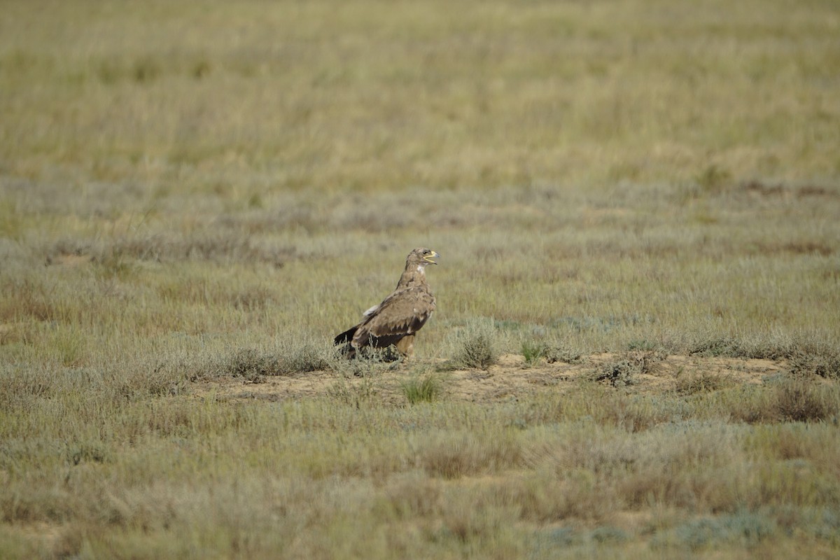 Steppe Eagle - ML646901757