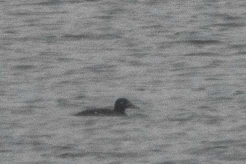 Velvet Scoter - ML646901761