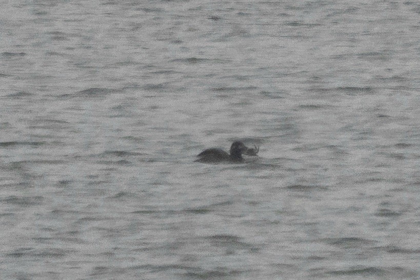 Velvet Scoter - ML646901762