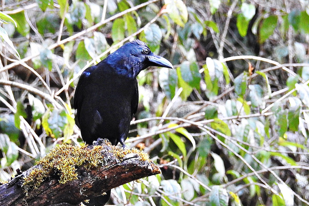 Large-billed Crow - ML646901763