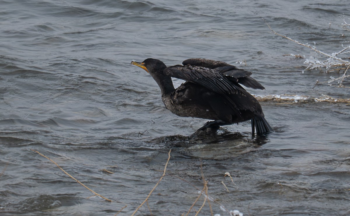 Double-crested Cormorant - ML646901764