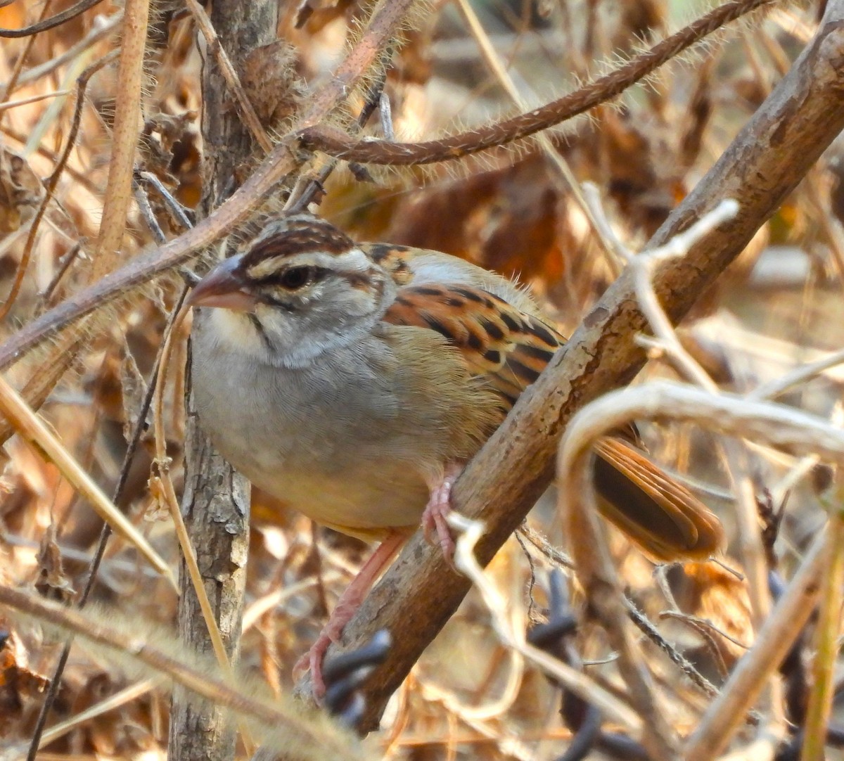 Рыжехвостая овсянка - ML646901768