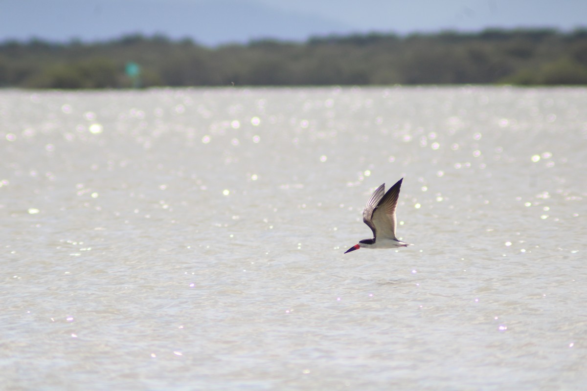 Black Skimmer - ML646901769
