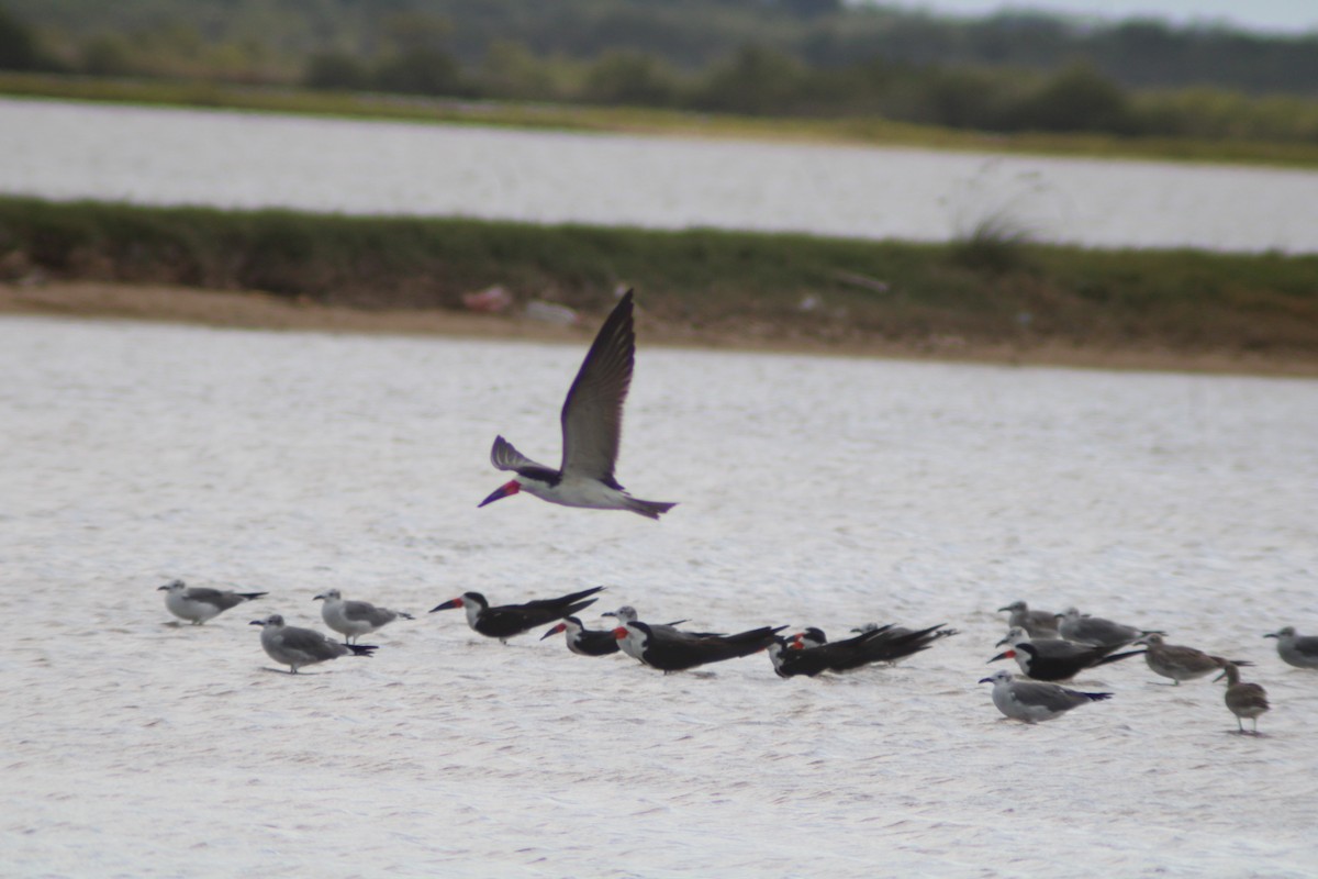 Black Skimmer - ML646901770