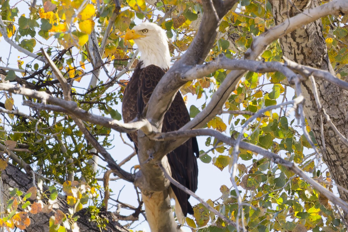 Белоголовый орлан - ML646901771
