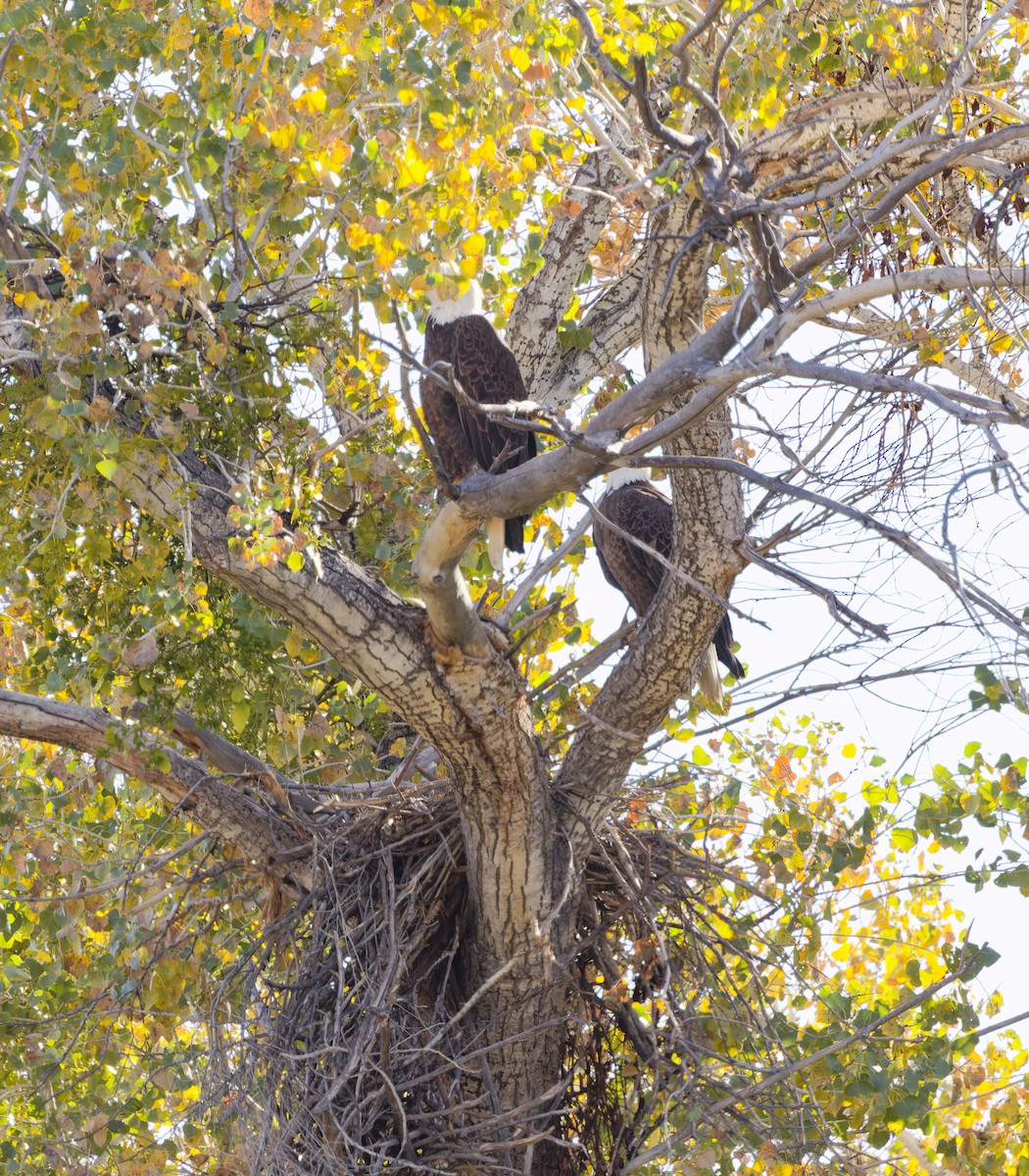 Белоголовый орлан - ML646901772