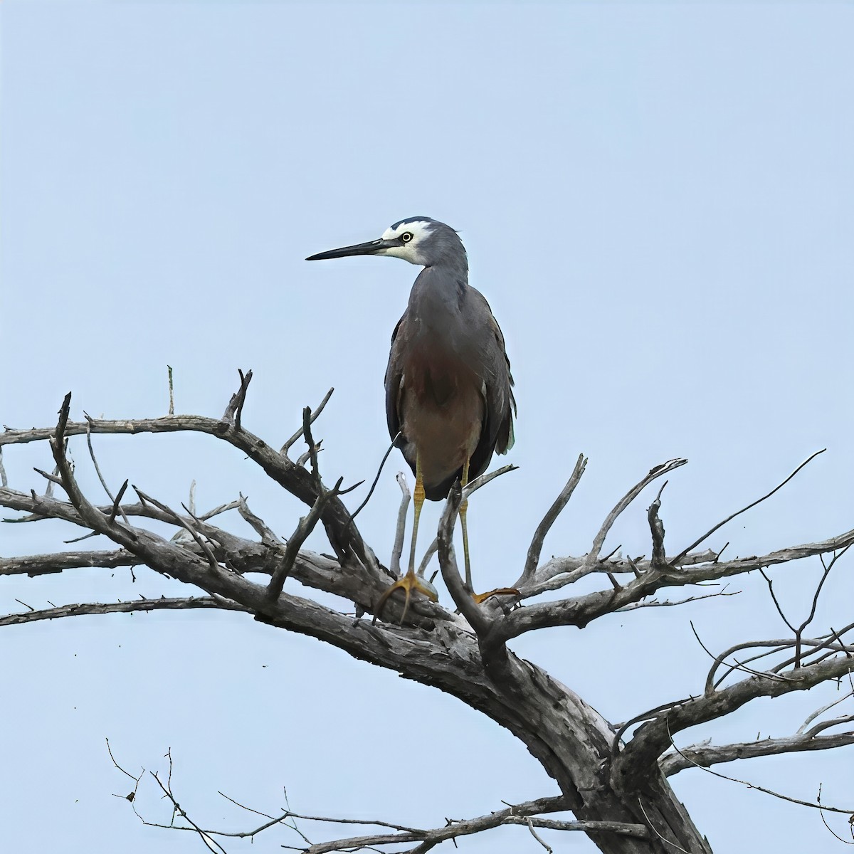 White-faced Heron - ML646901773